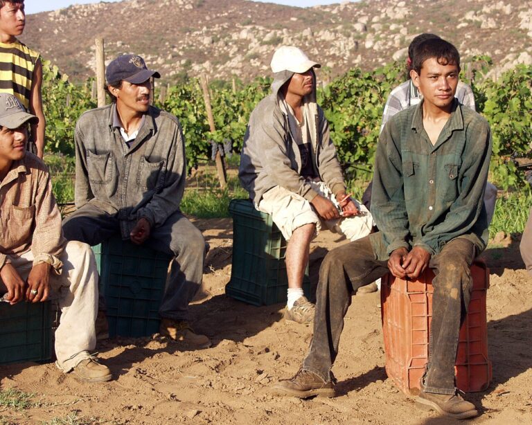 Vineyard Worker at Dunfield, Westside BC (LMIA Requested)