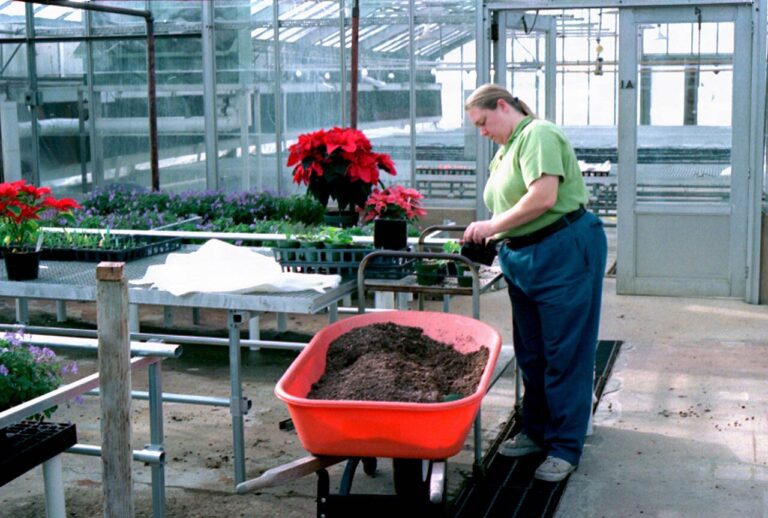 Nursery Labourer at Les Serres Claude Lizotte Inc, Lévis QC (LMIA Requested)