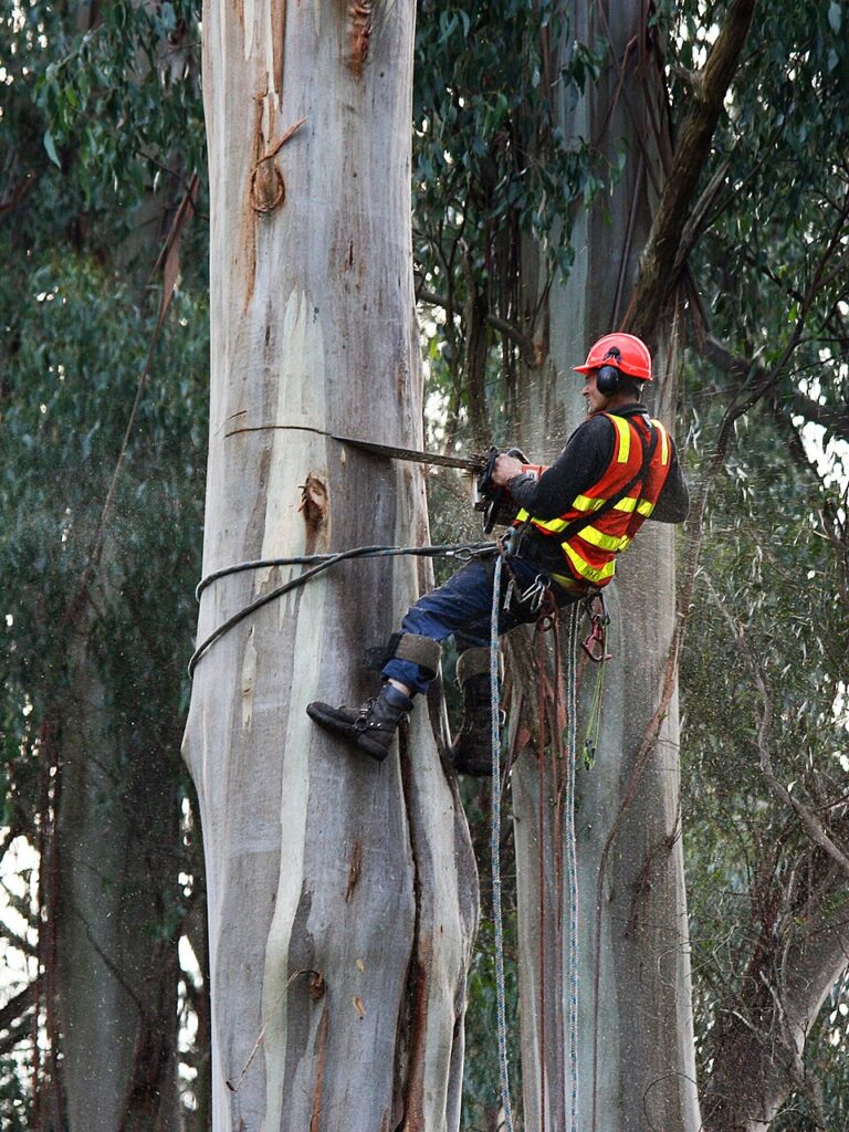 forest survey technician jobs in Pointe-aux-Outardes QC - arborist working on trees in forest