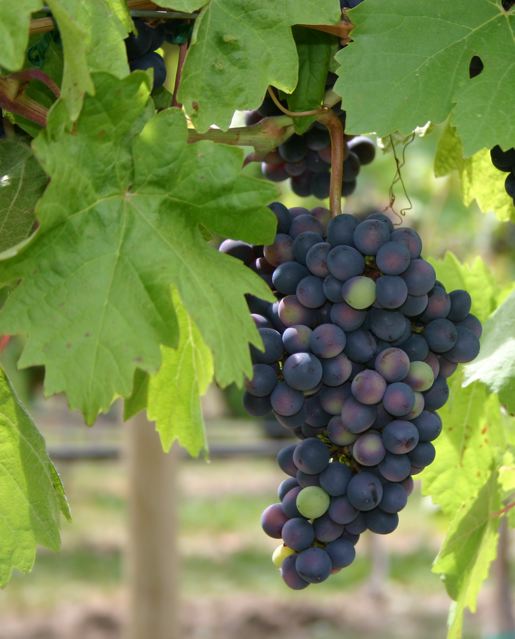 vineyard worker jobs in Canada - grapes in Okanagan vineyard