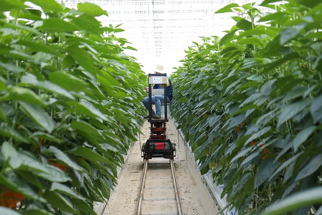 General Labourer – Farm at Fehrview Acres, Leamington ON (LMIA Requested)