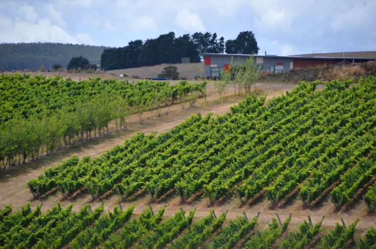 Vineyard Worker at Dunfield, Westside BC (LMIA Requested)