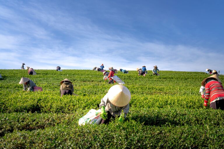 General Farm Worker – Harvesting at Golden Eagle Farm Group, Pitt Meadows BC (LMIA Requested)