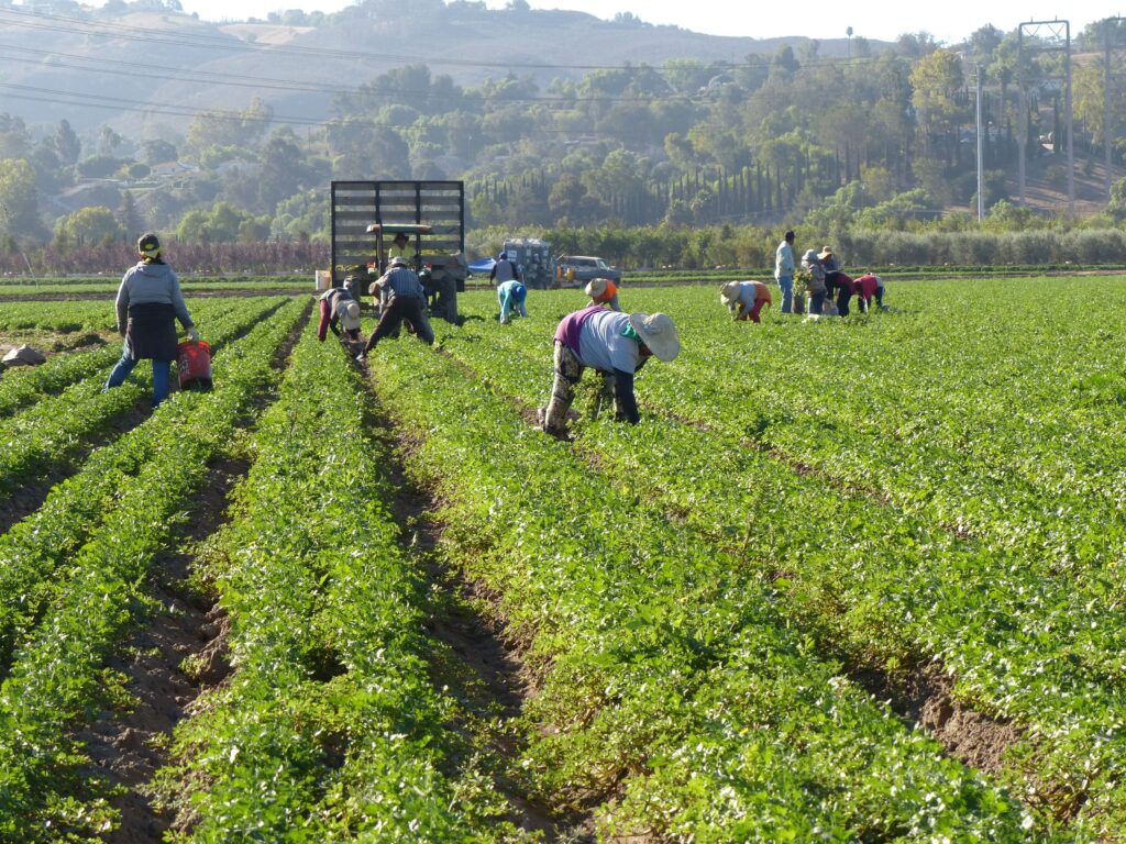 Farm worker jobs in Pitt Meadows BC - farm workers harvesting crops