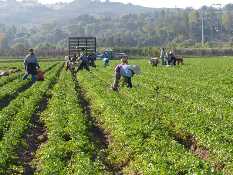 General Farm Worker – Harvesting at Golden Eagle Farm Group, Pitt Meadows BC (LMIA Requested)