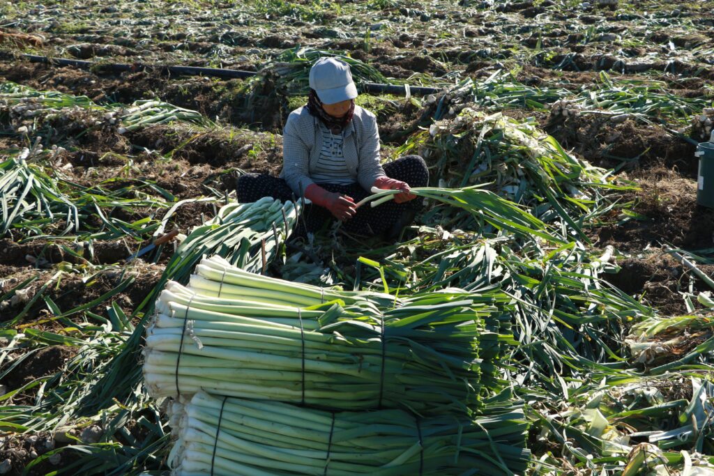 general labourer farm jobs in ontario - field worker harvesting leeks in sunny farm