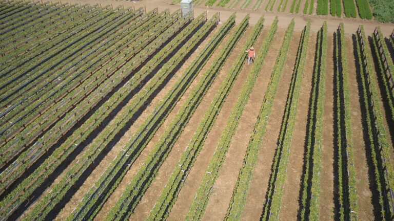 Vineyard Foreman/woman at Earlco Vineyards Ltd., Penticton BC (LMIA Requested)